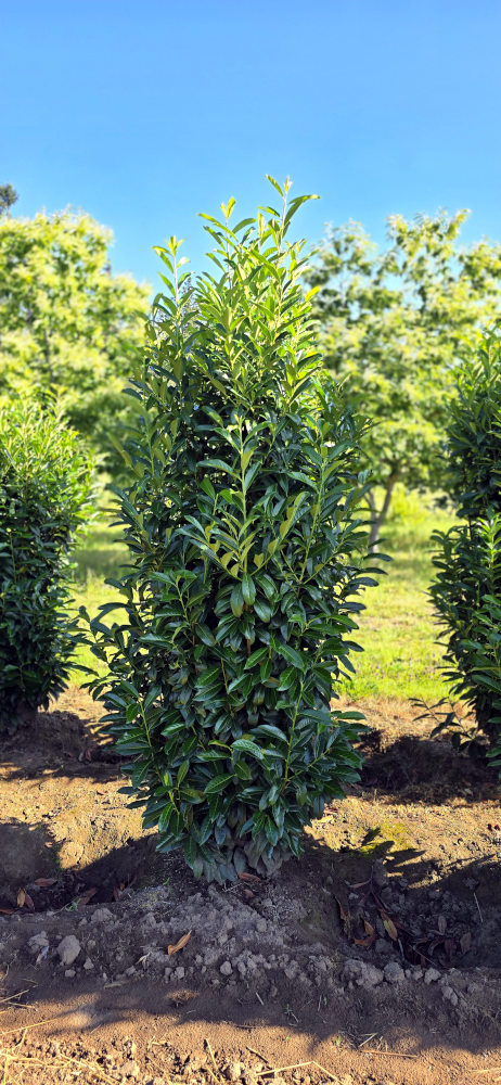 Prunus laurocerasus 'Skinny Skip'